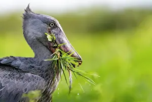 Steal: Shoebill (Balaeniceps rex), catching a dipneuste