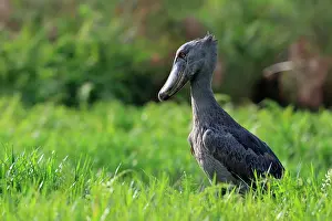 Balaeniceps: Shoebill (Balaeniceps rex), foraging, Mabamba Swamp