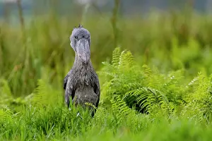 Frond: Shoebill (Balaeniceps rex), hunting for dipneuste