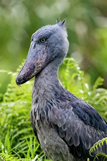 Frond: Shoebill (Balaeniceps rex), hunting for dipneuste