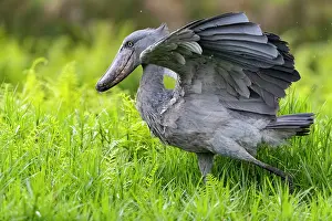 Frond: Shoebill (Balaeniceps rex), hunting for dipneuste