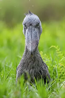 Frond: Shoebill (Balaeniceps rex), hunting for dipneuste