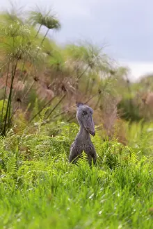Frond: Shoebill (Balaeniceps rex), hunting for dipneuste