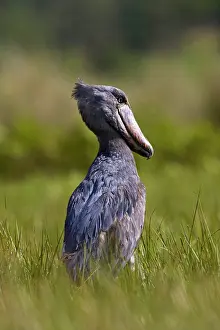 Balaeniceps: Shoebill (Balaeniceps rex) hunting in wetlands