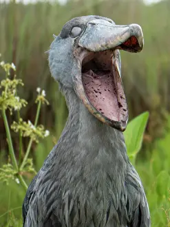 Victoria: Shoebill (Balaeniceps rex), Lake Victoria, Entebbe