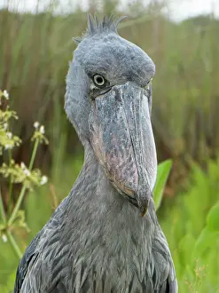 Victoria: Shoebill (Balaeniceps rex), Lake Victoria, Entebbe