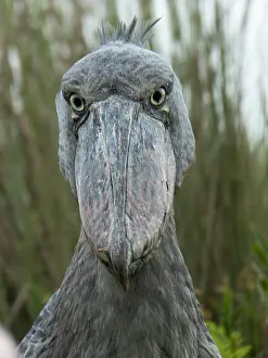 Victoria: Shoebill (Balaeniceps rex), Lake Victoria, Entebbe