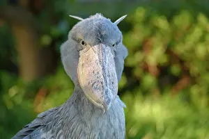 Balaeniceps: Shoebill (Balaeniceps rex), Occurrence in Africa