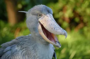 Balaeniceps: Shoebill (Balaeniceps rex), Occurrence in Africa