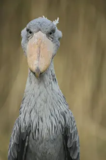 Balaeniceps: Shoebill (Balaeniceps rex), portrait, view, frontal