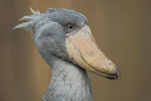 Balaeniceps: Shoebill (Balaeniceps rex), portrait, head, Balaenicipitidae