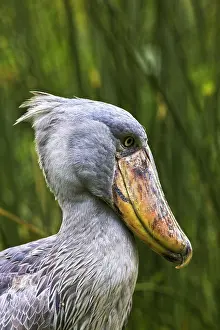 Education: Shoebill (Balaeniceps rex) portrait. Uganda