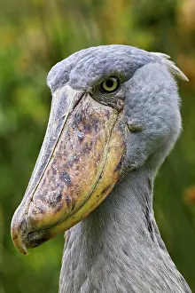 Education: Shoebill (Balaeniceps rex) portrait. Uganda