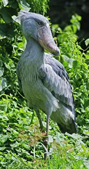 Balaeniceps: Shoebill - inhabits papyrus swamps
