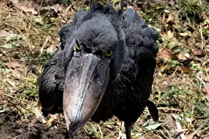 Listed: The shoebill is a large species of bird listed as a vulnerab