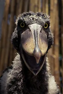 Listed: The shoebill is a large species of bird listed as a vulnerab