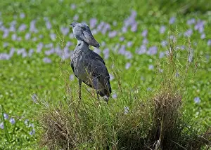Balaeniceps: Shoebill Stork