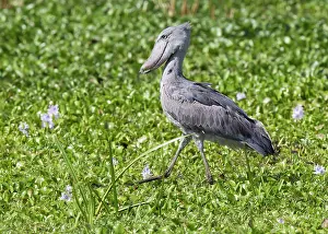 Balaeniceps: Shoebill Stork