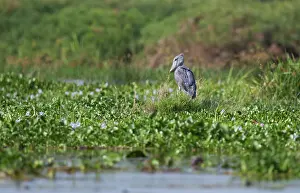Balaeniceps: Shoebill Stork