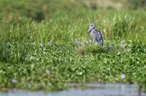 Balaeniceps: Shoebill Stork