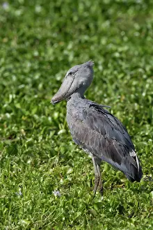Balaeniceps: Shoebill Stork