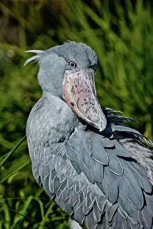 Balaeniceps: Shoebill Stork