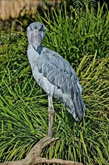 Balaeniceps: Shoebill Stork