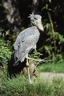 Lifting: Shoebill Stork