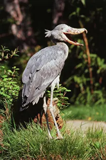 Balaeniceps: Shoebill Stork