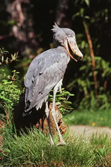 Balaeniceps: Shoebill Stork