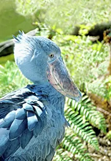 Balaeniceps: Shoebill Stork (Balaeniceps rex)