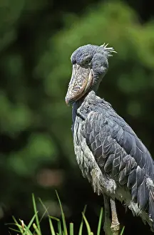 Balaeniceps: Shoebill Stork (balaeniceps rex) or Whale-Headed Stork