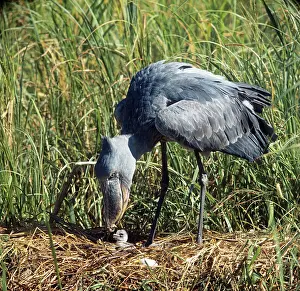 Size: Shoebill Stork - at nest