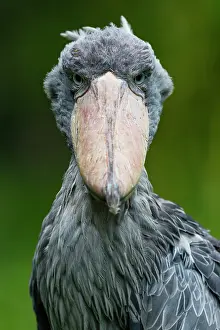 Balaeniceps: Shoebill Stork, portrait of bird, native to Africa