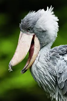 Balaeniceps: Shoebill stork, portrait of bird with bill open