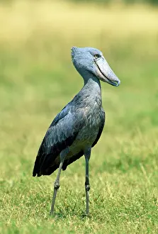 Shoebill / Whale-head Stork