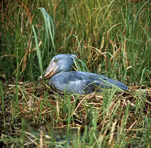 Shoebill: Shoebill / Whale-head Stork - on nest