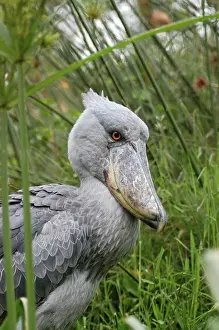 Balaeniceps: Shoebill / Whale-headed Stork