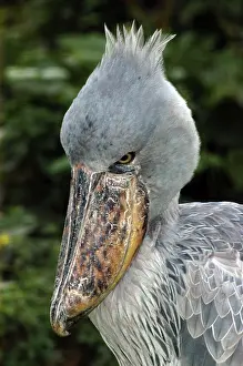 Balaeniceps: Shoebill / Whale-headed Stork