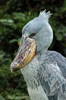 Balaeniceps: Shoebill / Whale-headed Stork