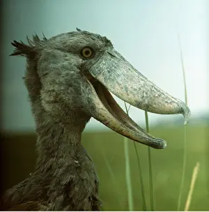 Shoebills: SHOEBILL / WHALE-HEADED STORK - close-up of head