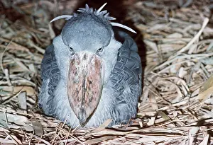 Storks: SHOEBILLED / WHALE-HEADED STORK - on nest