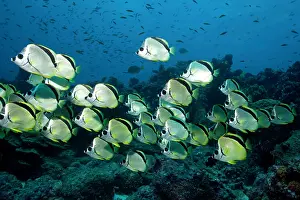 Darwin: Shool of Barberfish Johnrandallia nigrirostris Darwin island