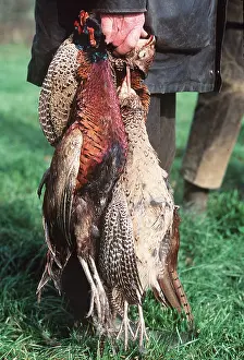 Killing: SHOOTING - Dead Pheasants in beater's hand