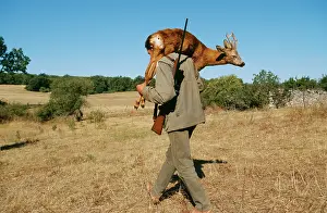 Guns: SHOOTING - Hunter carrying dead Deer