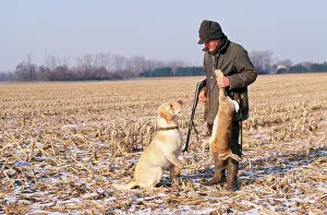 Guns: SHOOTING - man with Retriever dog and Hare carcass