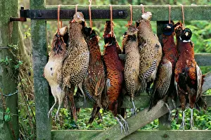 Hung: Shooting - Pheasants hung on gate