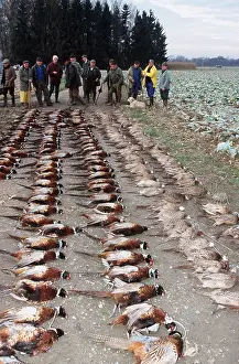 Carcass: SHOOTING - shooting, row of dead pheasants