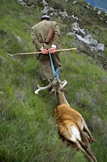 Stalker: SHOOTING - Stalker With dead Red Deer (Cervus elaphus)