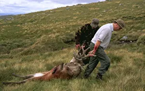 Hobbies: SHOOTING - Stalkers With Dead Red Deer Stag kill